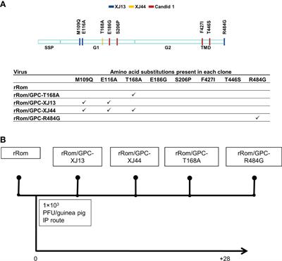 The roles of XJ13 and XJ44-specific mutations within the Candid #1 GPC in Junin virus attenuation